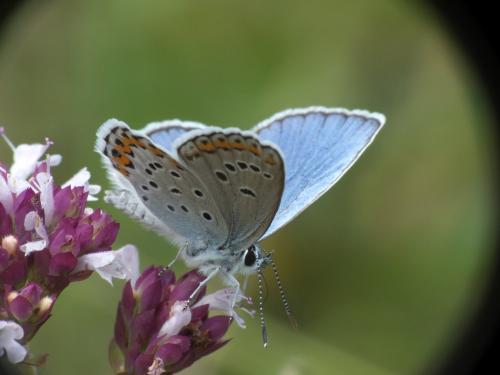 Réf. 276 044 : Plebejus argyrognomon